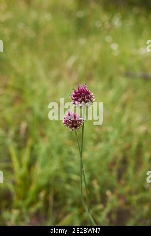 Allium sphaerocephalon purpurner Blütenstand Stockfoto