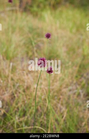 Allium sphaerocephalon purpurner Blütenstand Stockfoto