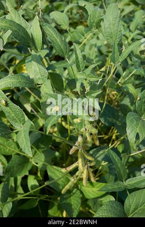 sojabohnen landwirtschaftlichen Bereich Stockfoto