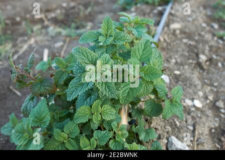 Melissa officinalis Pflanzen in einem landwirtschaftlichen Bereich Stockfoto