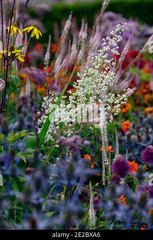 Thalictrum delavayi Splendide White,Thalictrum delavayi Album,Mischung,gemischt,gemischte Bepflanzung,Mischbett,gemischte Grenze,Farben,bunt,mehrjährig,peren Stockfoto