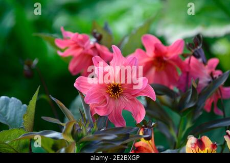 dahlien, Pfingstrosen Dahlien, Sämling, korallenrote Blumen, korallenrote Blume, Blüte, RM floral Stockfoto