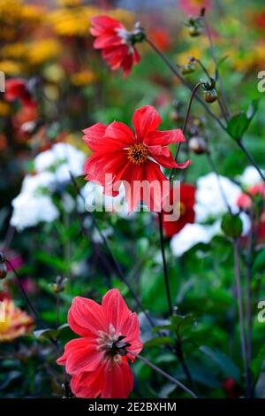 dahlien, Pfingstrosen Dahlien, Sämling, Korallen roten Blumen, Korallen roten Blume, Blüte, orange, gelb, rot, Blume, Blumen, Blüte, mehrjährige, Garten, gemischte Dahlien, m Stockfoto