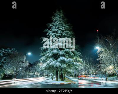 Zeder voller Schnee und bewegliche Lichter in Ifrane Stockfoto