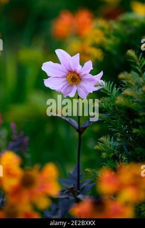 dahlia merckii, Arten Dahlia, Dahlien, lila rosa Blumen, Blüte, Blume, mehrjährige, RM Floral Stockfoto