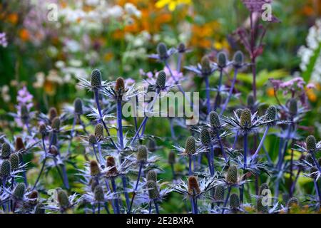 Eryngium X Zabelii Big Blue, Sea Holly, blaue Blumen, blaue Blume, Blüte, Rand, RM Floral Stockfoto