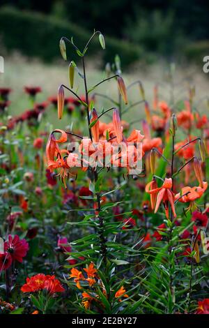 lilium lancifolium tigrinum splendens, orange, gesprenkelte Markierungen, Nahaufnahme, Blumen, Pflanzenporträts, blühende Zwiebeln, Tigerlilien, Lilien, monarda jacob c Stockfoto