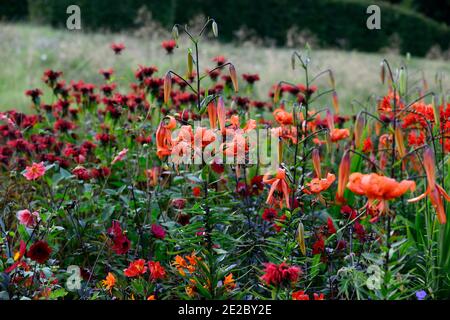 lilium lancifolium tigrinum splendens, orange, gesprenkelte Markierungen, Nahaufnahme, Blumen, Pflanzenporträts, blühende Zwiebeln, Tigerlilien, Lilien, monarda jacob c Stockfoto