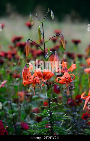 lilium lancifolium tigrinum splendens, orange, gesprenkelte Markierungen, Nahaufnahme, Blumen, Pflanzenporträts, blühende Zwiebeln, Tigerlilien, Lilien, monarda jacob c Stockfoto