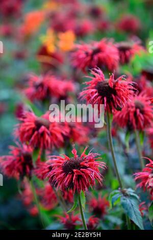 monarda jacob cline, Bergamotte, rote Blume, scharlachrote Blumen, heiße Grenze, heißes Bett, Stauden, Bienenbalsam, Bergamotten, RM Floral Stockfoto