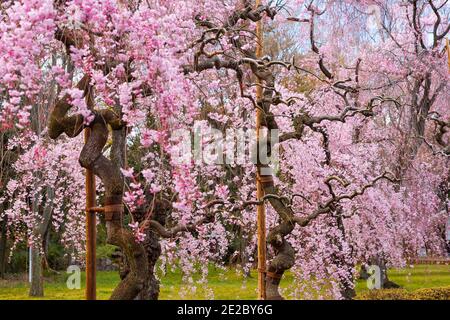 Weinende Kirschbäume in Kyoto, Japan. Stockfoto