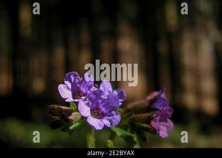 Pulmonaria officinalis, gebräuchliche Namen Lungenkraut, gewöhnliches Lungenkraut, Mariens Tränen oder Mariens Milchtropfen, Stockfoto