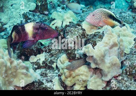 Ein manybar Goatfish und ein blackside Hawkfish owait zusammen für einen weißen Muränen, um kleine Fische aus einem Korallenkopf zu spülen, Kona, Hawaii, USA Stockfoto