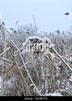 Winterwald in Russland. Schneebedecktes trockenes Schilf auf einem gefrorenen See, Wolgograd. Stockfoto