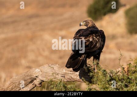goldener Adler fliegend aquila chrysaetos Stockfoto