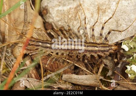 Nahaufnahme des Hauses Centipede, Scutigera coleoptrata in Frankreich Stockfoto