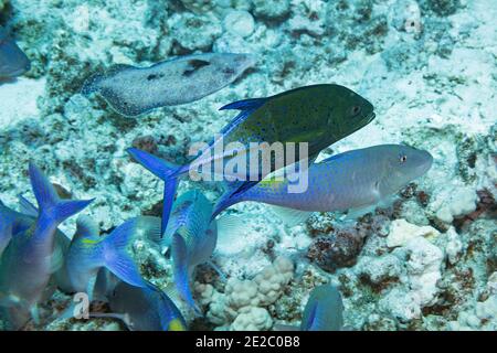 Die Jagdkoalition aus blauem Ziegenfisch und einem Blauen Trevally oder Blauen Jack, Caranx melampygus, wird von einer Pfauenflunder begleitet; Kona, Hawaii, USA Stockfoto