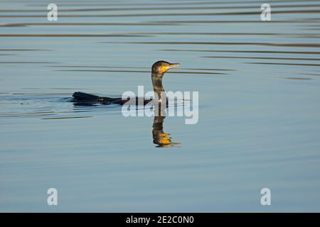 Kormoran, Phalacrocorax carbo, Angeln in ruhigen Wintergewässern auf Farmoor Reservoir, Oxfordshire, 26. November 2020. Stockfoto