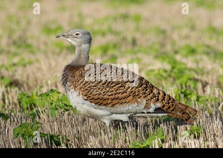 Erster Wintermännchen Great Bustard, Otis tarda, vom Wiedereinführungsprogramm, das auf der Salisbury Plain in einem Stoppelfeld bei Letcombe Regis stattfindet Stockfoto