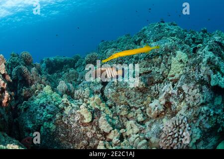 Pazifische Trompetenfische, in gelber Farbphase, arbeiten mit einem Pfauenzackenbarsch zusammen, um seinen Jagderfolg zu verbessern. Nordkona, Hawaii, USA ( Pazifischer Ozean ) Stockfoto