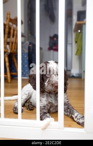 Feldspankel Welpe saß hinter Sicherheitstor Stockfoto