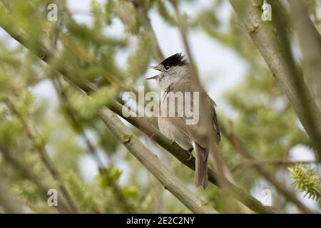 Male Blackcap, Sylvia atricapilla, Singing from Within a Bush, RSPB's Otmoor Reserve, Oxfordshire, 5. Mai 2019. Stockfoto