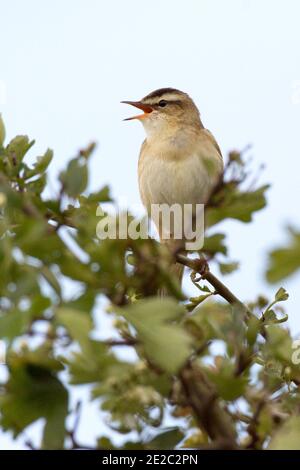Sedge Warbler, Acrocephalus schoenobaenus, Gesang aus dem Busch, RSPB's Otmoor Reserve, Oxfordshire, 5. Mai 2019. Stockfoto