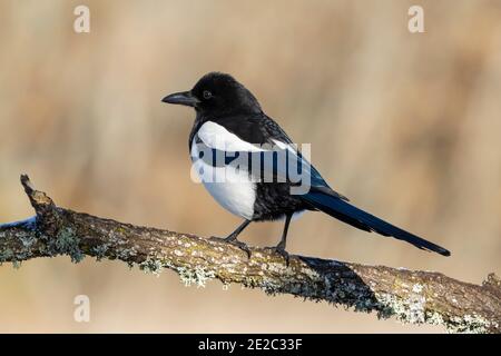 Eurasische Elster oder gewöhnliche Elster (Pica pica) Auf einem Balken vor einem einheitlichen Hintergrund Stockfoto