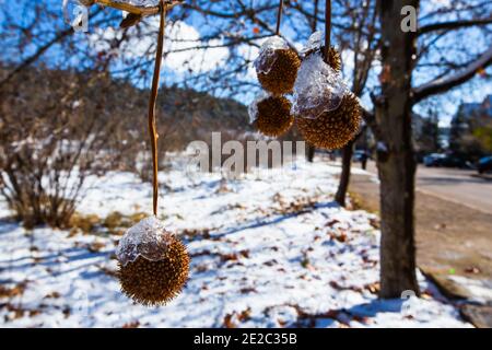 Eisgekühlte Wassertropfen in Ifrane Stadt Stockfoto