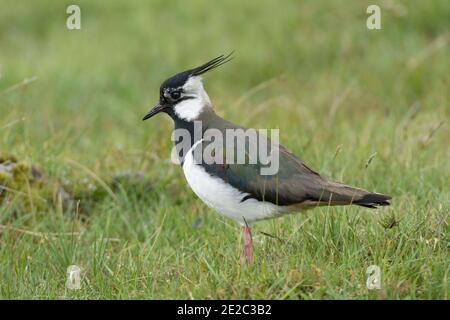 Adult Lapwing, Vanellus vanellus, an der Küste von Loch Spelve, Isle of Mull, Schottland, 26. Mai 2019. Stockfoto