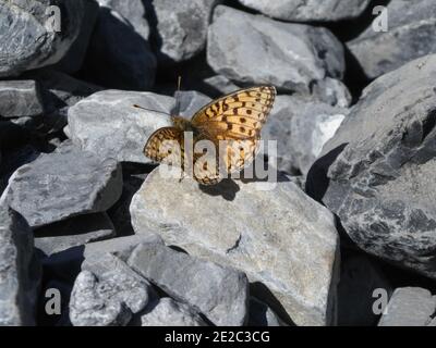 Schöner Schmetterling auf grauem Stein im Schweizer Nationalpark Stockfoto