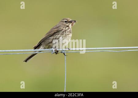 Rock Pipit, Anthus petrosus, auf Drahtzaun mit Futter für junge Leute, Loch Na Keal, Isle of Mull, Schottland, 27. Mai 2019. Stockfoto