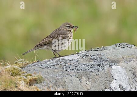 Rock Pipit, Anthus petrosus, mit Jungfutter, Loch Na Keal, Isle of Mull, Schottland, 27. Mai 2019. Stockfoto