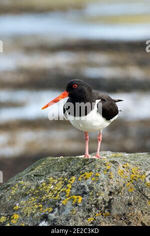 Austernfischer an der Küste von Loch Spelve, Isle of Mull, Schottland, 28. Mai 2019. Stockfoto