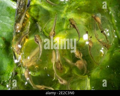 Eiermasse mit sich entwickelnden Kaulquappen eines kleinen Baumfrosches (Dendropsophus sp.), der über einem Regenwald-Teich im ecuadorianischen Amazonas schwebt Stockfoto