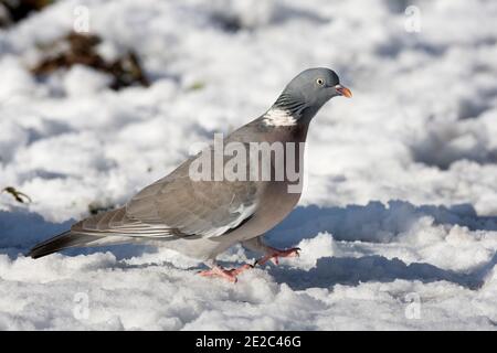 Wood Pigeon, Columba palumbus, Fütterung in einer verschneiten Landschaft, BBOWT's Thatcham reedbeds Reserve, Berkshire, 3. Februar 2019 Stockfoto