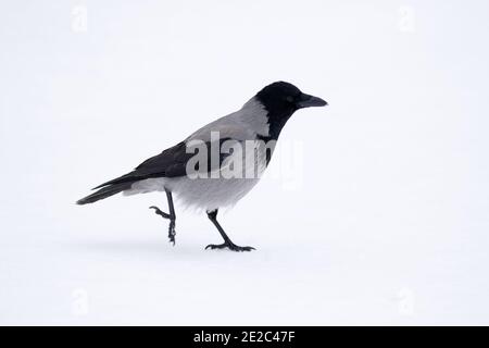 Krähe mit Kapuze auf dem Schnee. Stockfoto