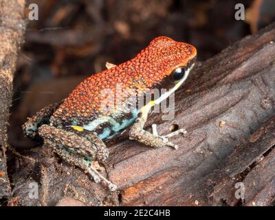 Ecuadorianischer Giftfrosch (Ameerega bilinguis), auf einem Regenwaldblatt, Ecuador Stockfoto