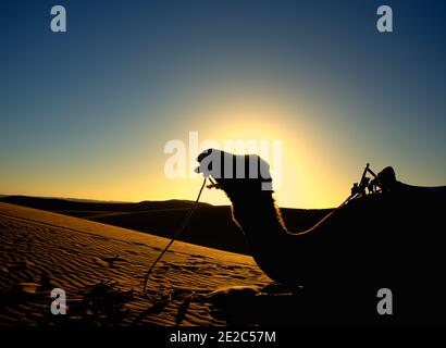 Silhouette eines Kamels ruht über einer Düne in der Wüste der Sahara Stockfoto