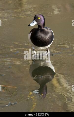 Männliche Tufted Duck, Aythya fuligula, auf gefrorenem See im Thatcham Reedbeds Reserve von BBOWT, Berkshire, 3. Februar 2019 Stockfoto