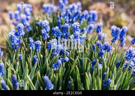 Blaue Traubenhyazinthe. Blumen Muscari im Frühlingsgarten. Erste blaue Frühlings Blumen aus der Nähe. Stockfoto