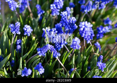 Blaue Traubenhyazinthe. Blumen Muscari im Frühlingsgarten. Erste blaue Frühlings Blumen aus der Nähe. Stockfoto