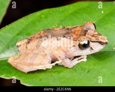 Kichwa Regenfrosch (Pristimantis kichwa) im Regenwald, Ecuador Stockfoto