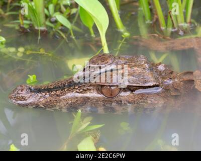 Schneiders Zwerg Caiman (Palaeosuchus trigonatus) In einem Pool im ecuadorianischen Amazonas Stockfoto