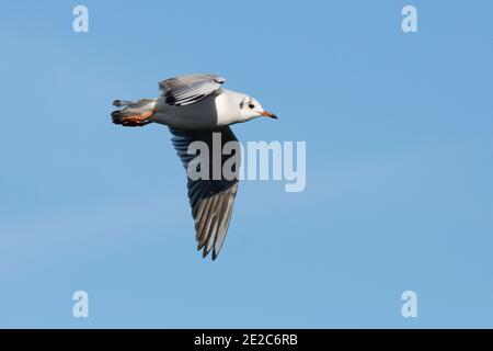 Erwachsene Wintergefieder Schwarzkopfmöwe, Chroicocephalus ridibundus, im Flug im Thatcham-Rückbeet-Reservat von BBOWT, Berkshire, 3. Februar 2019 Stockfoto