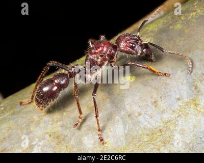 Bullet Ant oder Conga Ameise (Paraponeragroße Clavata), eine der größten Ameisen. Hat einen sehr schmerzhaften Stich. Stockfoto