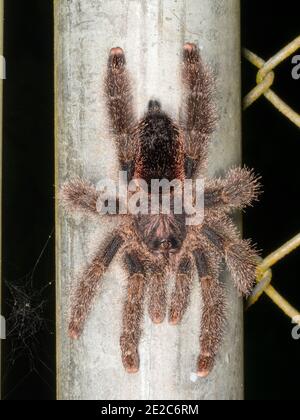 Tarantula (avicularia sp.) auf einem Zaunpfosten im ecuadorianischen Amazonas. Stockfoto