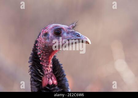 Wild turkey Porträt Stockfoto