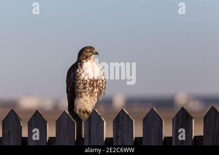 Rotschwanzhawk (Buteo jamaicensis) im Winter Stockfoto