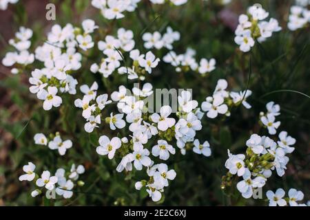 Weiße Blüten von arabis. Arabis caucasica ist eine Art blühender Pflanze. Arabis im Frühlingsgarten. Stockfoto